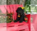 Small #4 Poodle (Toy)