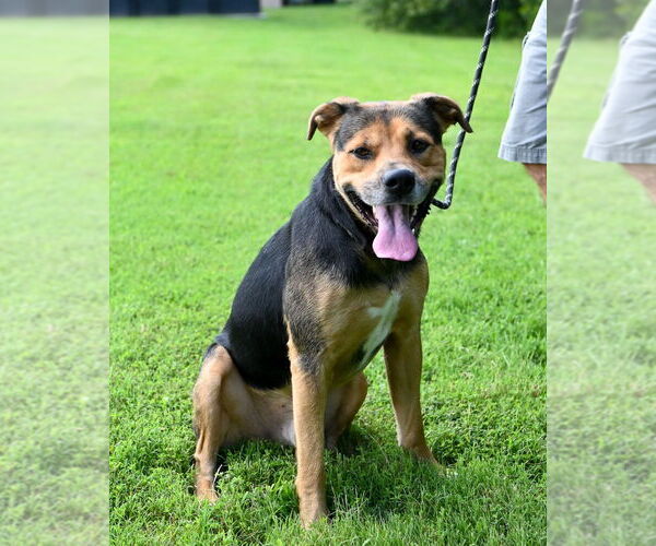 Medium Photo #4 Rottweiler-American Pit Bull Terrier Puppy For Sale in Glen Allen, VA, USA