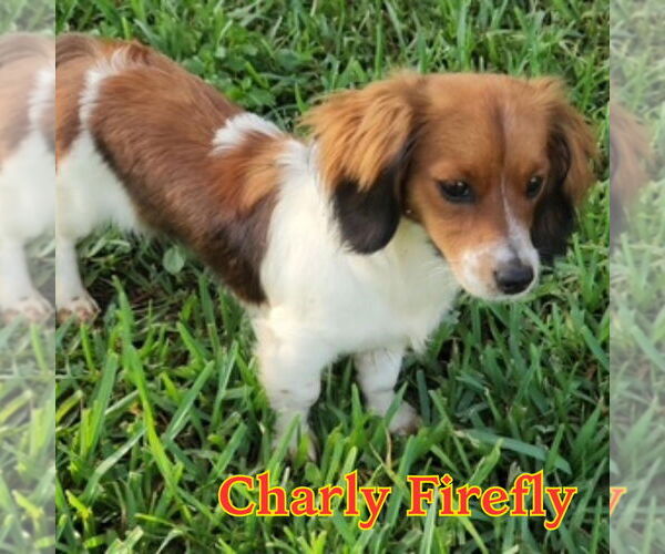 Medium Photo #6 Dachshund-Unknown Mix Puppy For Sale in San Antonio, TX, USA