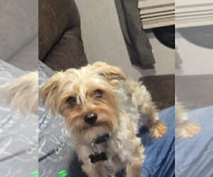 Father of the Yorkshire Terrier puppies born on 02/03/2025