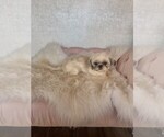 Small #1 Shih Tzu