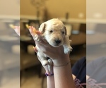 Small Photo #5 Goldendoodle-Poodle (Standard) Mix Puppy For Sale in LAS VEGAS, NV, USA