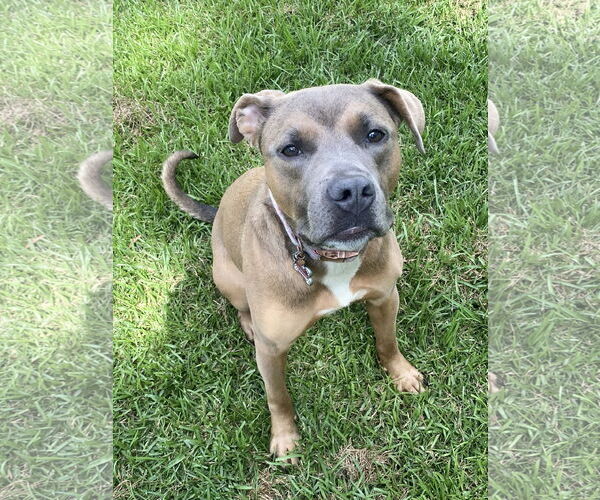 Medium Photo #5 Border Collie-Unknown Mix Puppy For Sale in Sykesville, MD, USA