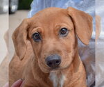 Small #6 Bassetdor