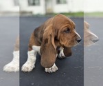 Small Photo #53 Basset Hound Puppy For Sale in GREENLEAF, WI, USA