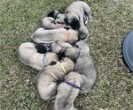 Small Photo #2 Mastiff Puppy For Sale in HOCKLEY, TX, USA