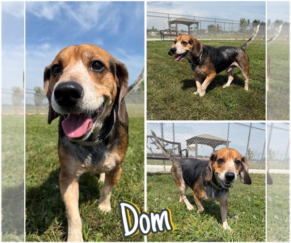 Medium Photo #1 Beagle-Unknown Mix Puppy For Sale in Pierceton , IN, USA