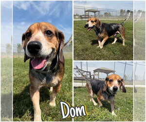 Beagle-Unknown Mix Dogs for adoption in Pierceton , IN, USA