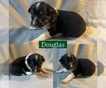 Small #4 Border Collie