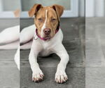 Small #42 American Pit Bull Terrier Mix