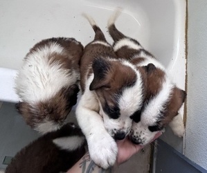 Saint Bernard Puppy for sale in VICTORVILLE, CA, USA