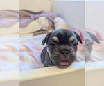 Small #3 French Bulldog