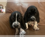 Small Photo #1 Basset Hound Puppy For Sale in MONTREAL, MO, USA