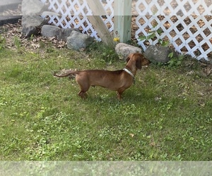 Dachshund Dogs for adoption in EAGLE RIVER, WI, USA