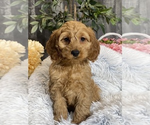 Cockapoo Puppy for Sale in CANOGA, New York USA