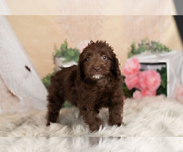 Medium Photo #6 Goldendoodle-Poodle (Miniature) Mix Puppy For Sale in WARSAW, IN, USA