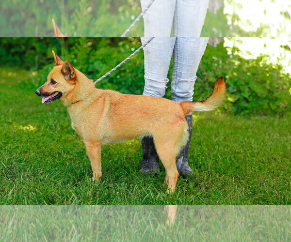 Medium Photo #5 Carolina Dog-Unknown Mix Puppy For Sale in Sparta, TN, USA