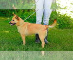 Small #4 Carolina Dog Mix