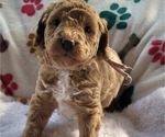 Puppy 5 Goldendoodle (Miniature)