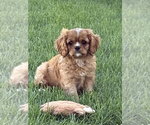 Small #1 Cavalier King Charles Spaniel