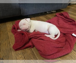 American Pit Bull Terrier Dogs for adoption in ZANESVILLE, OH, USA