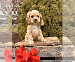 Cocker Spaniel Puppy for sale in MIDDLEBURY, IN, USA