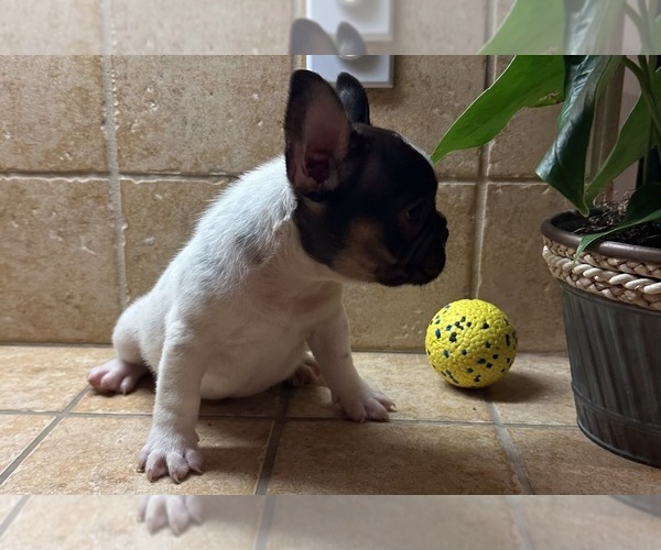 Medium Photo #1 French Bulldog Puppy For Sale in DISCOVERY BAY, CA, USA