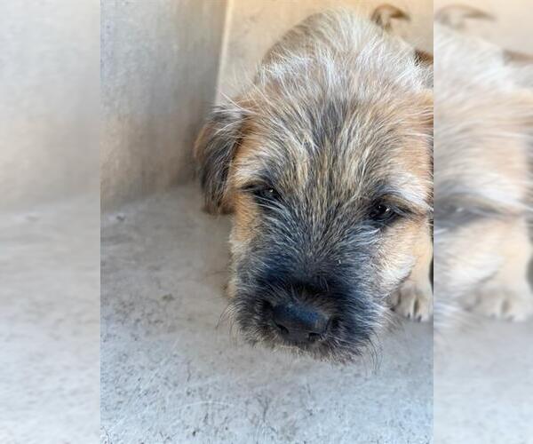 Medium Photo #1 Mutt Puppy For Sale in Oklahoma City, OK, USA