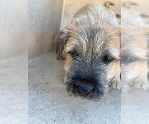 Mutt Dogs for adoption in Oklahoma City, OK, USA