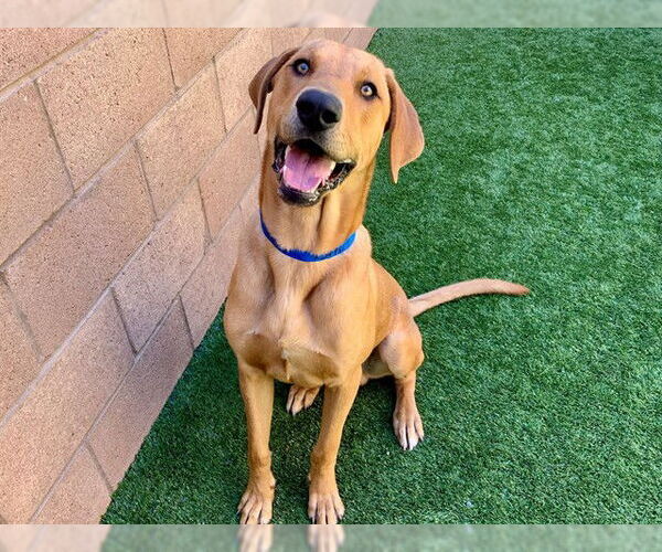 Medium Photo #1 Redbone Coonhound-Unknown Mix Puppy For Sale in Moreno Valley, CA, USA