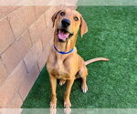 Small Redbone Coonhound Mix