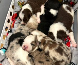 Miniature American Shepherd Litter for sale in GREENVILLE, GA, USA
