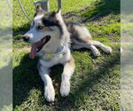 Small #4 Siberian Husky Mix