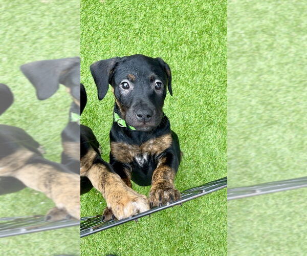 Medium Photo #4 Mutt Puppy For Sale in Mooresville, NC, USA