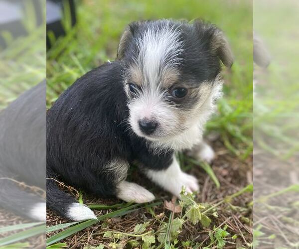 Medium Photo #2 Mutt Puppy For Sale in Pacolet, SC, USA