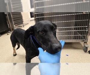 German Shepherd Dog Dogs for adoption in Riverside, CA, USA