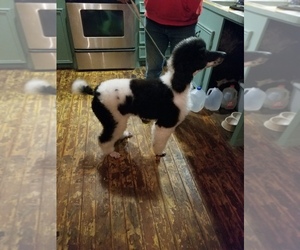 Poodle (Standard) Puppy for sale in NAPLES, TX, USA