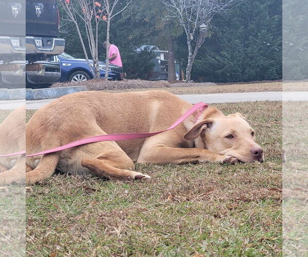 Medium Photo #5 Huskies -Labrador Retriever Mix Puppy For Sale in Orangeburg, SC, USA