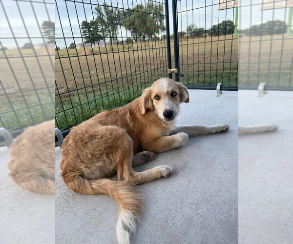 Medium Photo #1 Australian Retriever Puppy For Sale in Bolivar, MO, USA