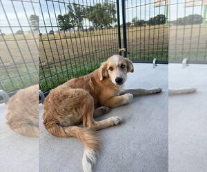 Australian Retriever Dogs for adoption in Bolivar, MO, USA