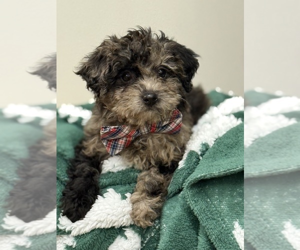 Medium Photo #2 Poodle (Miniature) Puppy For Sale in CENTRALIA, IL, USA