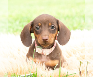 Medium Dachshund