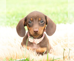 Puppy Latte AKC Dachshund
