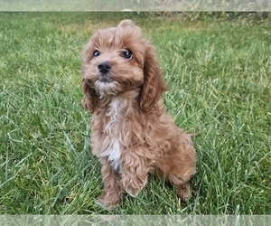 Cockapoo Puppy for sale in PROVIDENCE, RI, USA