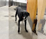 *FRANK - Male Labrador Retriever Dog for Adoption - Small photo