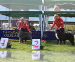 Small #10 Schnauzer (Giant)
