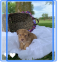 Puppy 6 Aussie-Poo