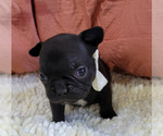 Small Photo #10 French Bulldog Puppy For Sale in LAS VEGAS, NV, USA