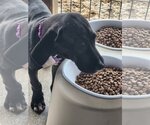 Small Photo #1 Great Dane Puppy For Sale in Palm Beach, FL, USA