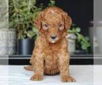 Small Photo #2 Goldendoodle (Miniature) Puppy For Sale in AUGUSTA, WV, USA